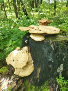 Поездка от профсоюза в Подмосковье Поездка от профсоюза в Подмосковье