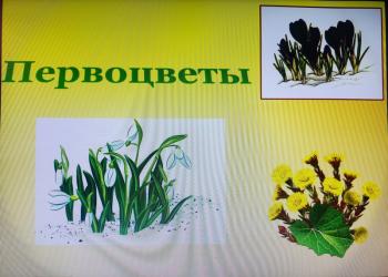 «Цветы для добра и красоты»