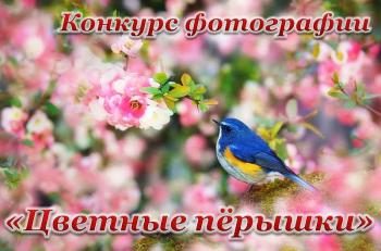 Конкурс фотографии «Цветные пёрышки». Старт голосования.